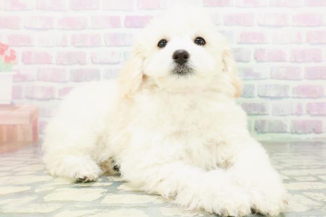 埼玉県のトイプードル(トイ) (Coo&RIKU川口戸塚店/2026年6月17日生まれ/女の子/クリーム)の子犬の3枚目の画像
