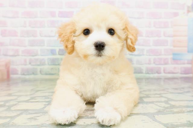 東京都のトイプードル(トイ) (Coo&RIKU練馬店/2026年6月19日生まれ/女の子/クリーム)の子犬の1枚目の画像