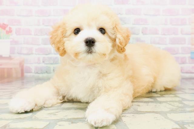 東京都のトイプードル(トイ) (Coo&RIKU練馬店/2026年6月19日生まれ/女の子/クリーム)の子犬の2枚目の画像