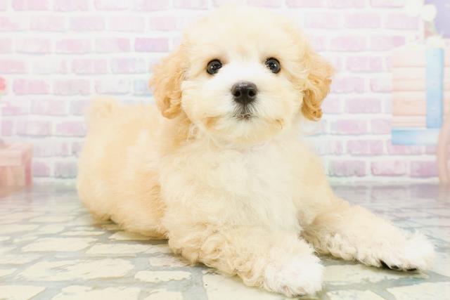 東京都のトイプードル(トイ) (Coo&RIKU練馬店/2026年6月19日生まれ/女の子/クリーム)の子犬の3枚目の画像