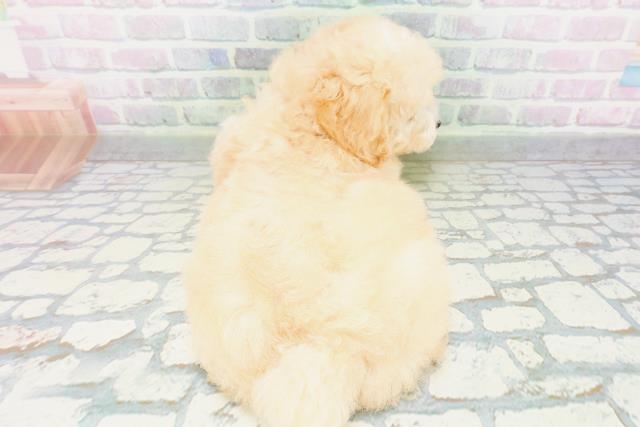 東京都のトイプードル(トイ) (Coo&RIKU練馬店/2026年6月19日生まれ/女の子/クリーム)の子犬の4枚目の画像