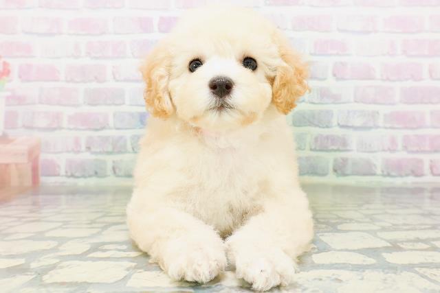 埼玉県のトイプードル(トイ) (Coo&RIKU所沢店/2026年6月19日生まれ/女の子/クリーム)の子犬の1枚目の画像