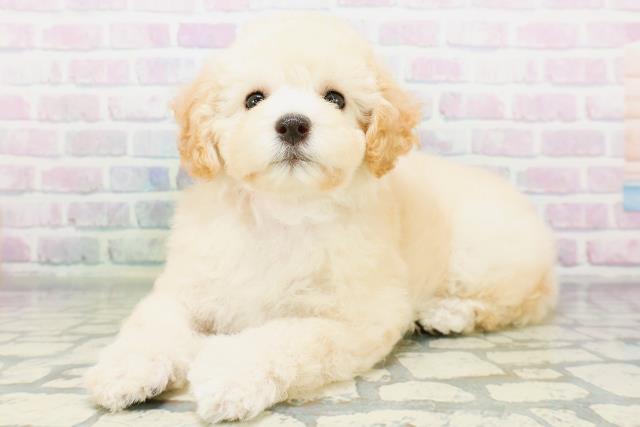 埼玉県のトイプードル(トイ) (Coo&RIKU所沢店/2026年6月19日生まれ/女の子/クリーム)の子犬の2枚目の画像