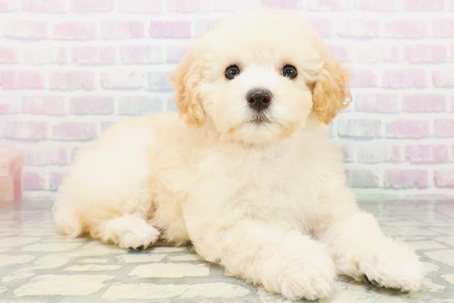 埼玉県のトイプードル(トイ) (Coo&RIKU所沢店/2026年6月19日生まれ/女の子/クリーム)の子犬の3枚目の画像