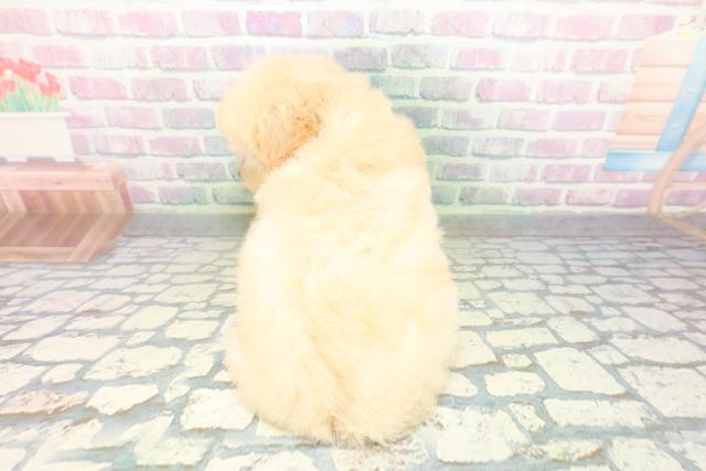 埼玉県のトイプードル(トイ) (Coo&RIKU所沢店/2026年6月19日生まれ/女の子/クリーム)の子犬の4枚目の画像