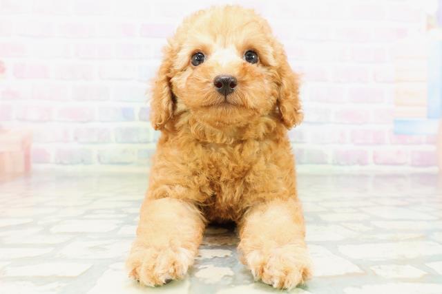 神奈川県のトイプードル(トイ) (Coo&RIKU相模原店/2026年6月21日生まれ/男の子/アプリコット)の子犬の1枚目の画像
