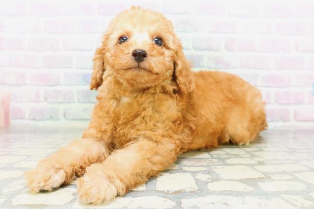 神奈川県のトイプードル(トイ) (Coo&RIKU相模原店/2026年6月21日生まれ/男の子/アプリコット)の子犬の2枚目の画像
