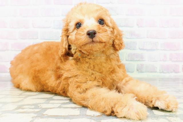 神奈川県のトイプードル(トイ) (Coo&RIKU相模原店/2026年6月21日生まれ/男の子/アプリコット)の子犬の3枚目の画像