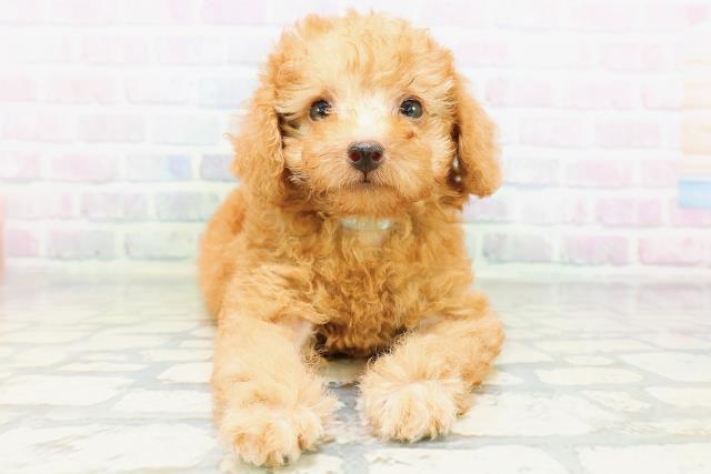 埼玉県のトイプードル(トイ) (Coo&RIKU桶川店/2026年6月21日生まれ/男の子/アプリコット)の子犬の1枚目の画像