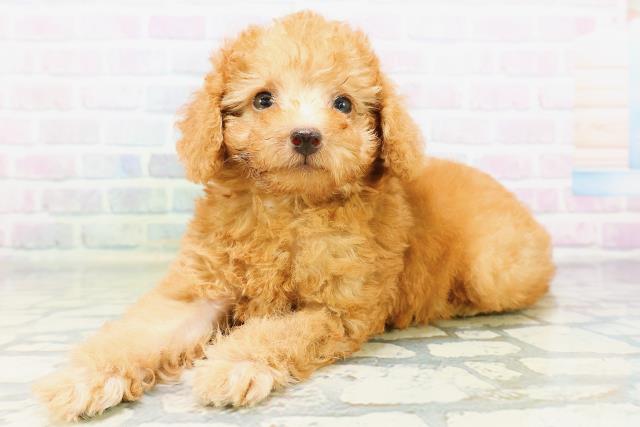埼玉県のトイプードル(トイ) (Coo&RIKU桶川店/2026年6月21日生まれ/男の子/アプリコット)の子犬の2枚目の画像