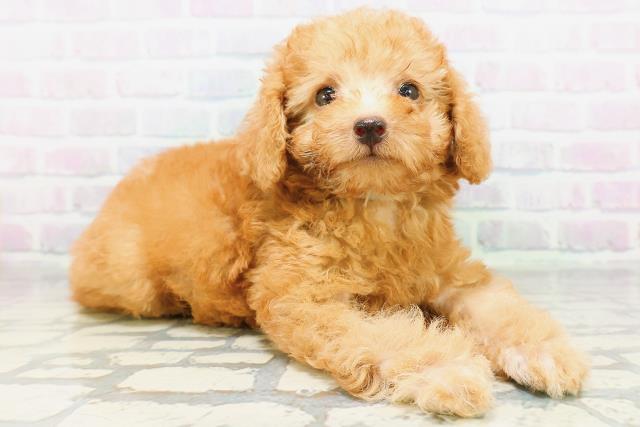 埼玉県のトイプードル(トイ) (Coo&RIKU桶川店/2026年6月21日生まれ/男の子/アプリコット)の子犬の3枚目の画像
