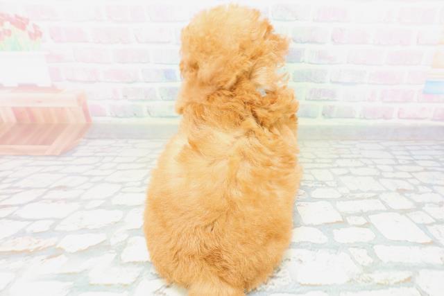 埼玉県のトイプードル(トイ) (Coo&RIKU桶川店/2026年6月21日生まれ/男の子/アプリコット)の子犬の4枚目の画像