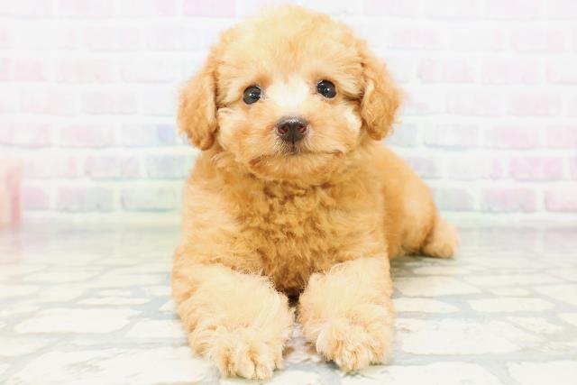 群馬県のトイプードル(トイ) (Coo&RIKU高崎店/2026年6月21日生まれ/女の子/アプリコット)の子犬の1枚目の画像