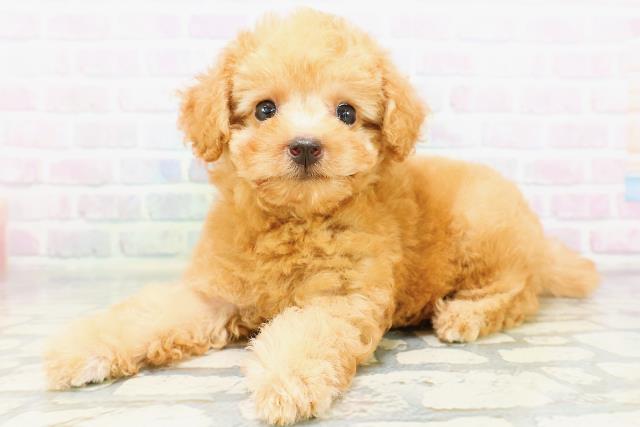群馬県のトイプードル(トイ) (Coo&RIKU高崎店/2026年6月21日生まれ/女の子/アプリコット)の子犬の2枚目の画像