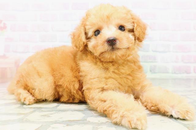 群馬県のトイプードル(トイ) (Coo&RIKU高崎店/2026年6月21日生まれ/女の子/アプリコット)の子犬の3枚目の画像