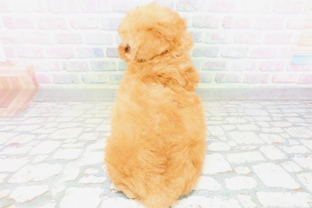群馬県のトイプードル(トイ) (Coo&RIKU高崎店/2026年6月21日生まれ/女の子/アプリコット)の子犬の4枚目の画像