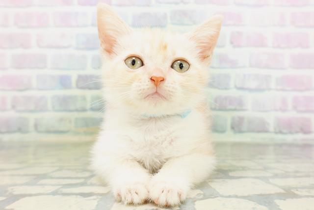 東京都のマンチカン (Coo&RIKU高円寺店/2026年6月10日生まれ/男の子/クリームタビーホワイト)の子猫の1枚目の画像