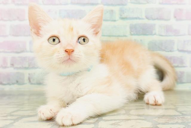 東京都のマンチカン (Coo&RIKU高円寺店/2026年6月10日生まれ/男の子/クリームタビーホワイト)の子猫の2枚目の画像