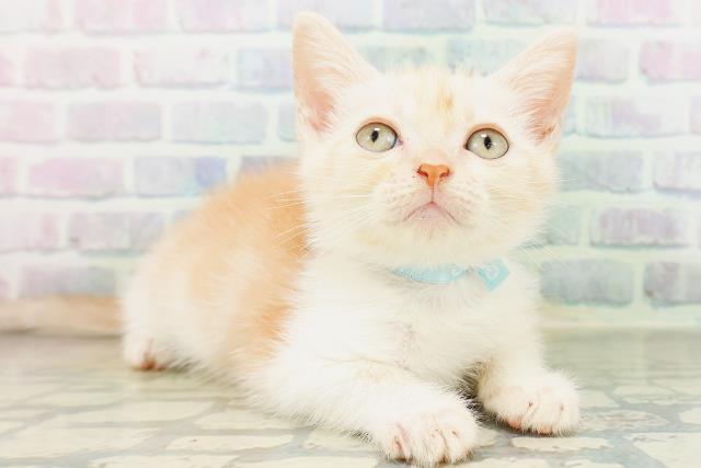 東京都のマンチカン (Coo&RIKU高円寺店/2026年6月10日生まれ/男の子/クリームタビーホワイト)の子猫の3枚目の画像