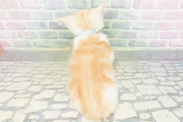 東京都のマンチカン (Coo&RIKU高円寺店/2026年6月10日生まれ/男の子/クリームタビーホワイト)の子猫の4枚目の画像