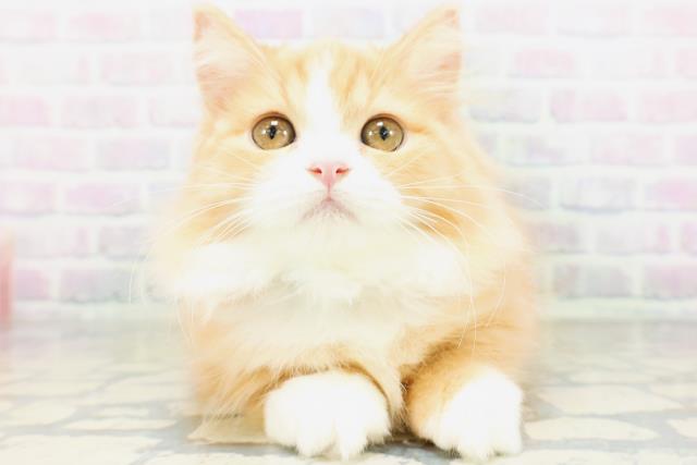 東京都のミヌエット (Coo&RIKU大久保店/2026年5月18日生まれ/男の子/レッドタビーホワイト)の子猫の1枚目の画像