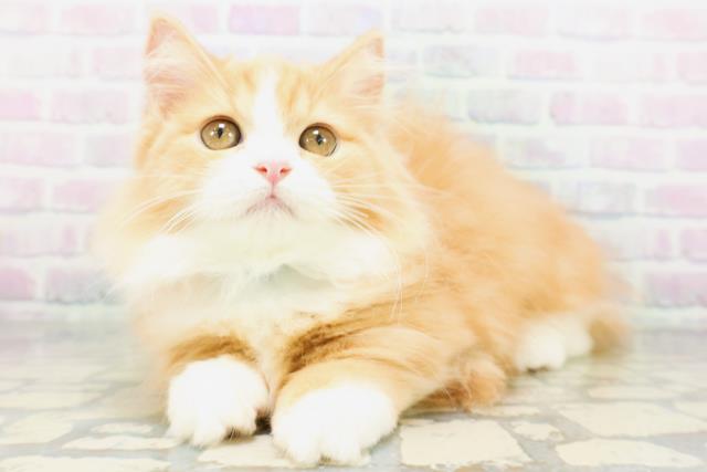 東京都のミヌエット (Coo&RIKU大久保店/2026年5月18日生まれ/男の子/レッドタビーホワイト)の子猫の2枚目の画像