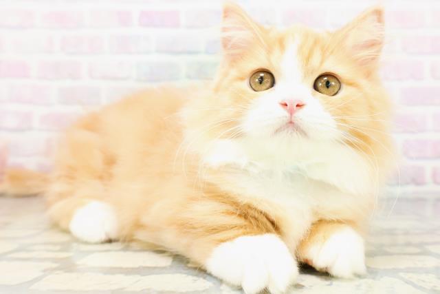 東京都のミヌエット (Coo&RIKU大久保店/2026年5月18日生まれ/男の子/レッドタビーホワイト)の子猫の3枚目の画像