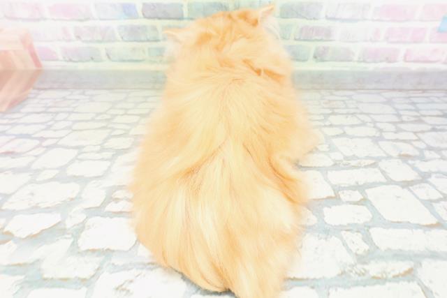 東京都のミヌエット (Coo&RIKU大久保店/2026年5月18日生まれ/男の子/レッドタビーホワイト)の子猫の4枚目の画像