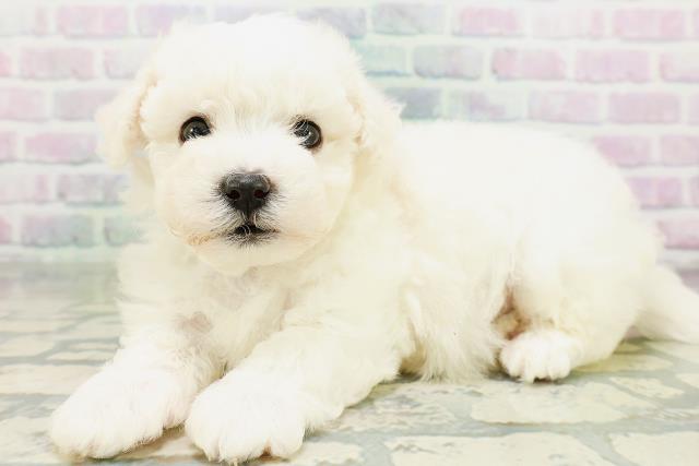 東京都のビションフリーゼ (Coo&RIKU江戸川店/2026年6月21日生まれ/男の子/ホワイト)の子犬の2枚目の画像