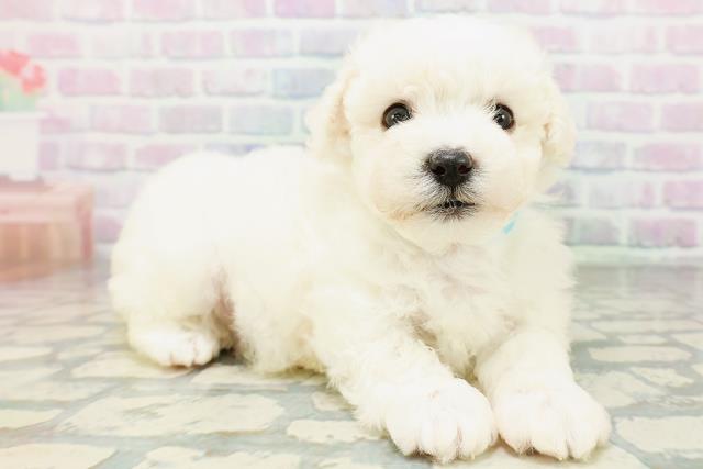 東京都のビションフリーゼ (Coo&RIKU江戸川店/2026年6月21日生まれ/男の子/ホワイト)の子犬の3枚目の画像