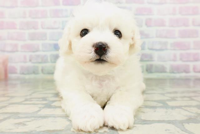 埼玉県のビションフリーゼ (Coo&RIKU春日部店/2026年6月21日生まれ/男の子/ホワイト)の子犬の1枚目の画像