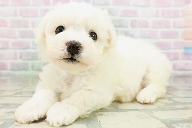 埼玉県のビションフリーゼ (Coo&RIKU春日部店/2026年6月21日生まれ/男の子/ホワイト)の子犬の2枚目の画像