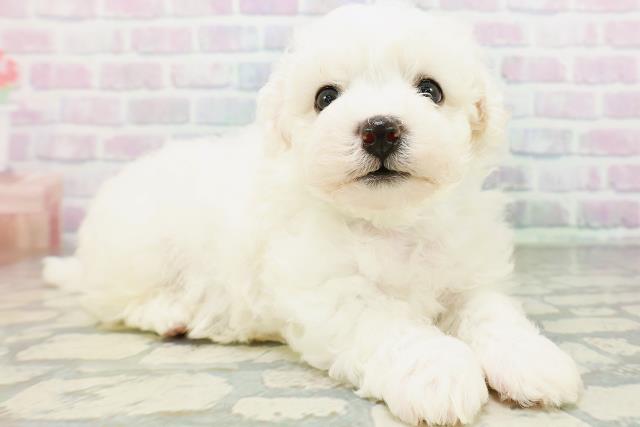 埼玉県のビションフリーゼ (Coo&RIKU春日部店/2026年6月21日生まれ/男の子/ホワイト)の子犬の3枚目の画像
