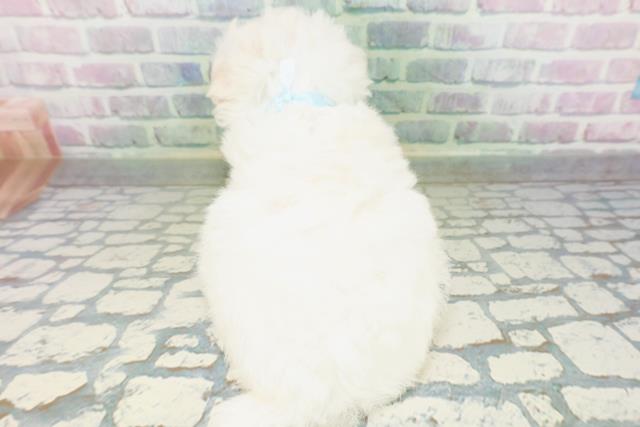 埼玉県のビションフリーゼ (Coo&RIKU春日部店/2026年6月21日生まれ/男の子/ホワイト)の子犬の4枚目の画像
