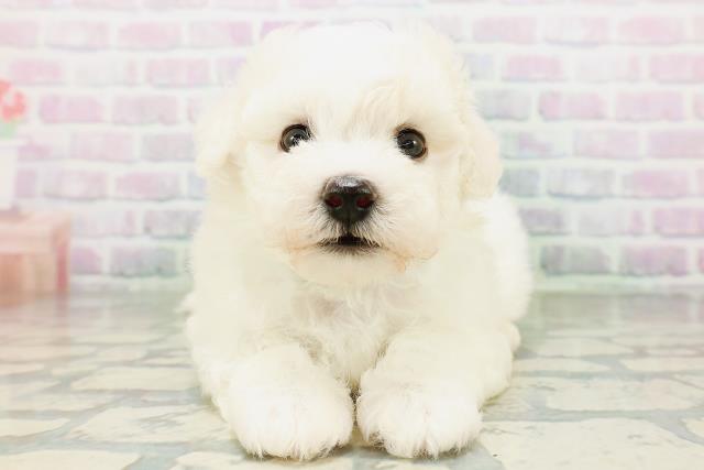 東京都のビションフリーゼ (Coo&RIKU立川店/2026年6月21日生まれ/男の子/ホワイト)の子犬の1枚目の画像