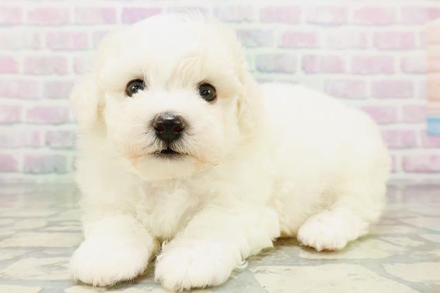 東京都のビションフリーゼ (Coo&RIKU立川店/2026年6月21日生まれ/男の子/ホワイト)の子犬の2枚目の画像