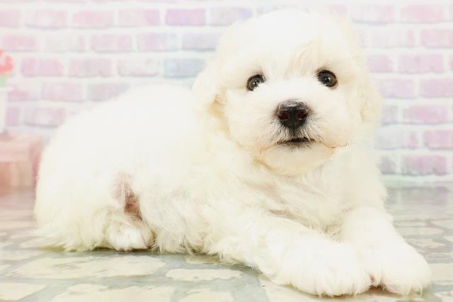 東京都のビションフリーゼ (Coo&RIKU立川店/2026年6月21日生まれ/男の子/ホワイト)の子犬の3枚目の画像