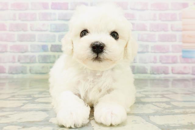 東京都のビションフリーゼ (Coo&RIKU広尾店/2026年6月21日生まれ/男の子/ホワイト)の子犬の1枚目の画像