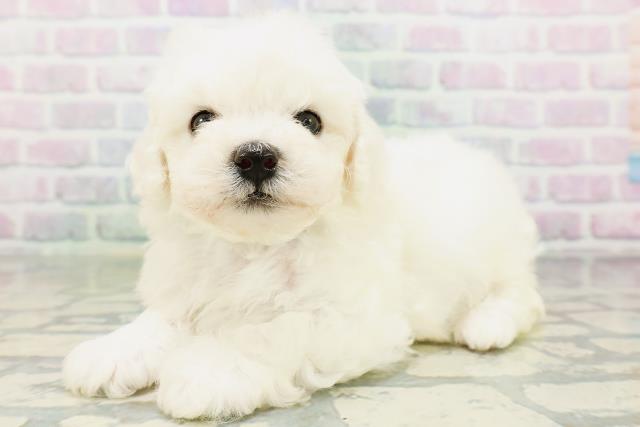 東京都のビションフリーゼ (Coo&RIKU広尾店/2026年6月21日生まれ/男の子/ホワイト)の子犬の2枚目の画像