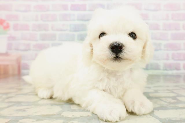 東京都のビションフリーゼ (Coo&RIKU広尾店/2026年6月21日生まれ/男の子/ホワイト)の子犬の3枚目の画像