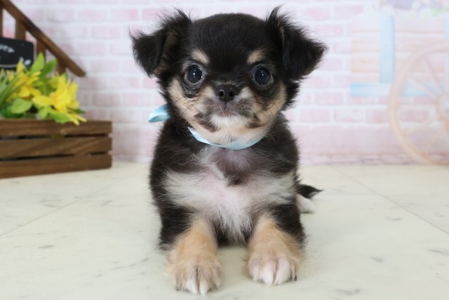 長崎県のチワワ(ロング) (Coo&RIKU大村店/2026年6月22日生まれ/男の子/ブラックタンホワイト)の子犬の1枚目の画像