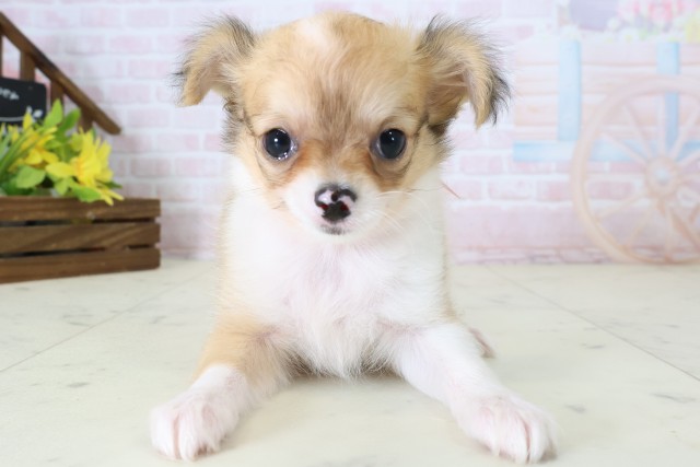 大分県のチワワ(ロング) (Coo&RIKU大分店/2026年6月22日生まれ/女の子/フォーンホワイト)の子犬の1枚目の画像