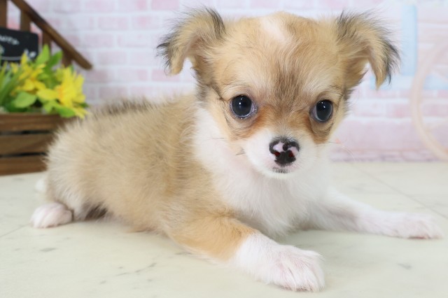 大分県のチワワ(ロング) (Coo&RIKU大分店/2026年6月22日生まれ/女の子/フォーンホワイト)の子犬の2枚目の画像