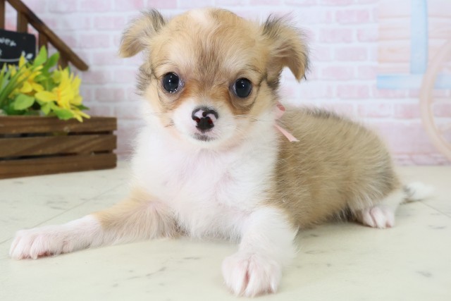 大分県のチワワ(ロング) (Coo&RIKU大分店/2026年6月22日生まれ/女の子/フォーンホワイト)の子犬の3枚目の画像
