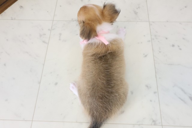 大分県のチワワ(ロング) (Coo&RIKU大分店/2026年6月22日生まれ/女の子/フォーンホワイト)の子犬の4枚目の画像