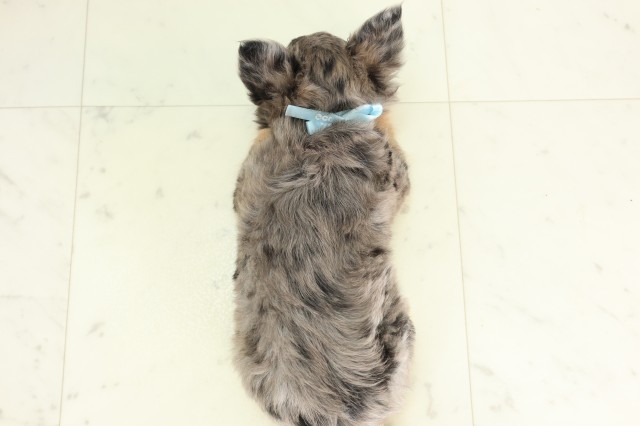 福岡県のチワワ(ロング) (Coo&RIKU筑後店/2026年6月24日生まれ/男の子/ブルーマール)の子犬の4枚目の画像