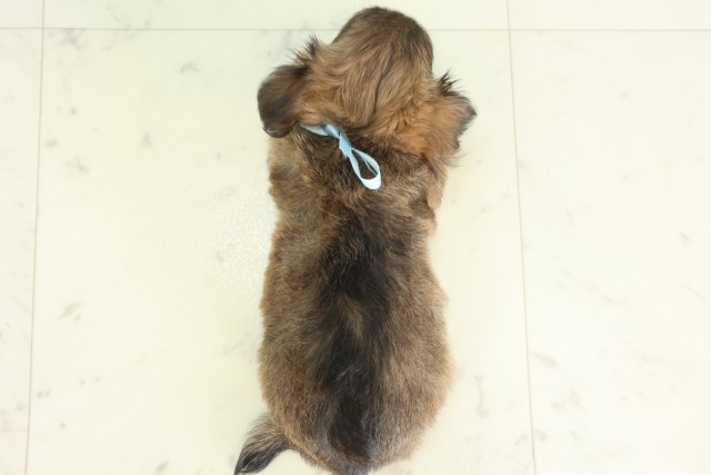 鹿児島県のチワワ(ロング) (Coo&RIKU鹿児島店/2026年6月23日生まれ/男の子/フォーン)の子犬の4枚目の画像