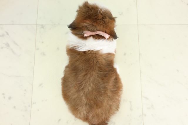佐賀県のシーズー (Coo&RIKU佐賀神埼店/2026年6月20日生まれ/男の子/ゴールドホワイト)の子犬の4枚目の画像