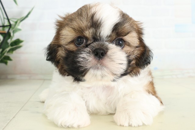 福岡県のシーズー (Coo&RIKU黒崎店/2026年6月20日生まれ/男の子/ゴールドホワイト)の子犬の1枚目の画像