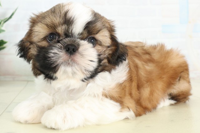 福岡県のシーズー (Coo&RIKU黒崎店/2026年6月20日生まれ/男の子/ゴールドホワイト)の子犬の3枚目の画像